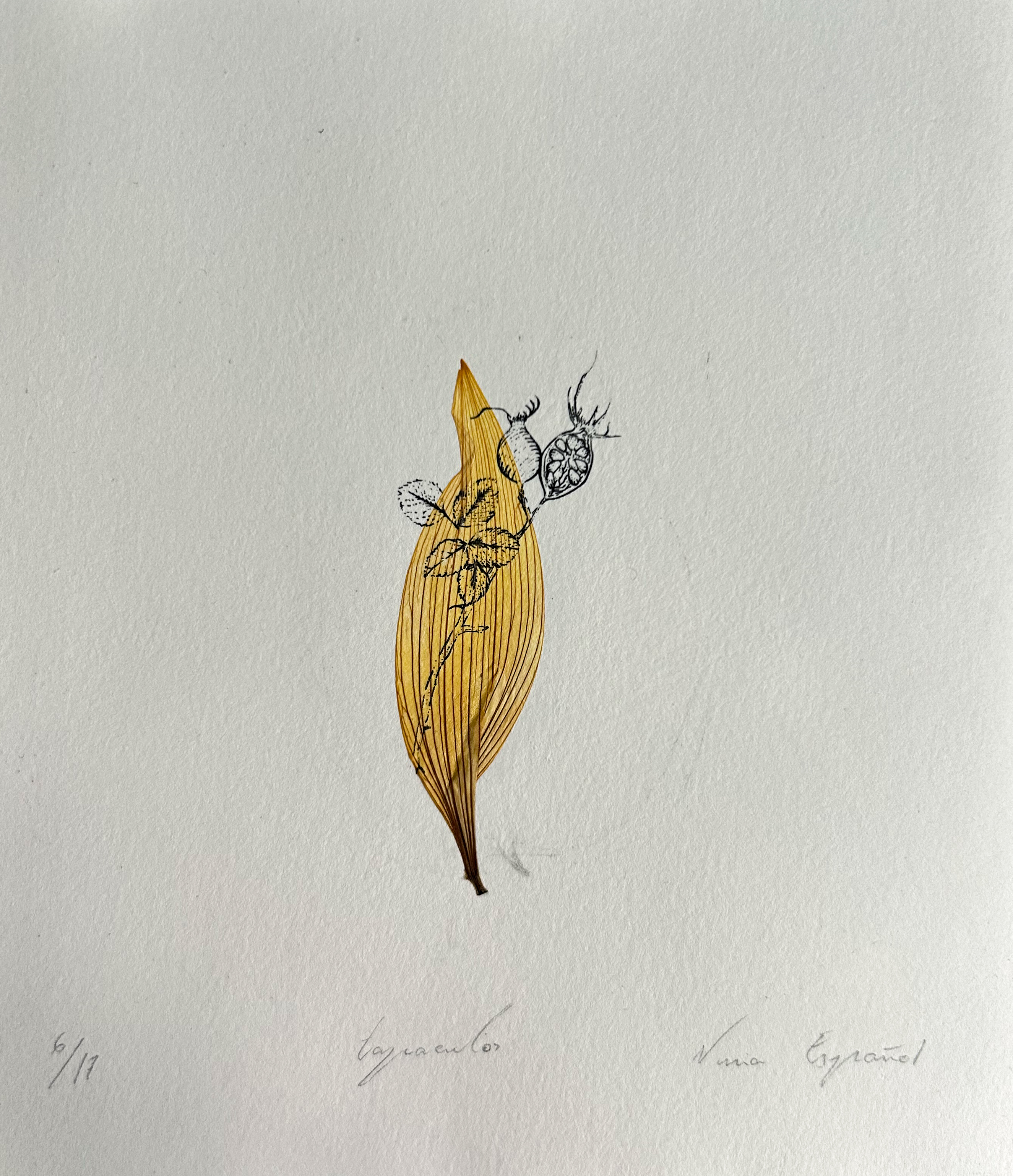 Tapaculos
