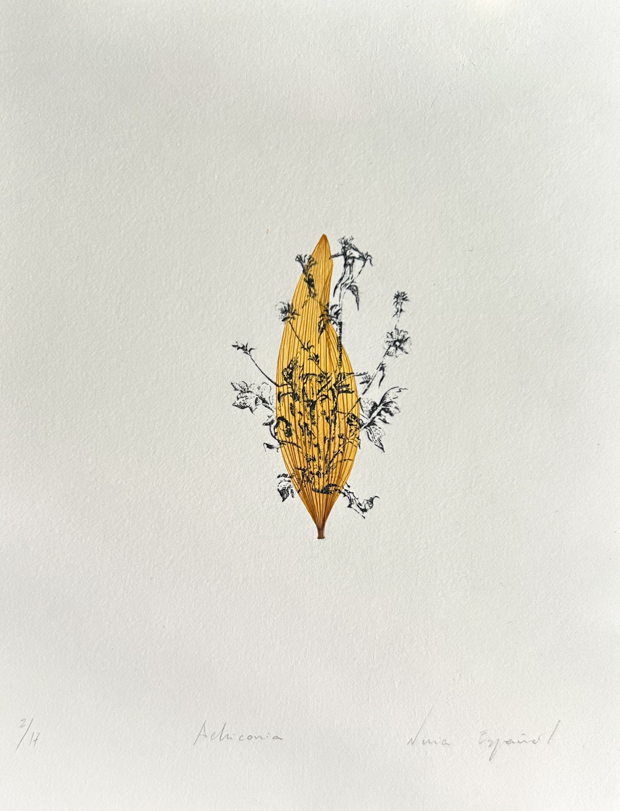 Achicoria